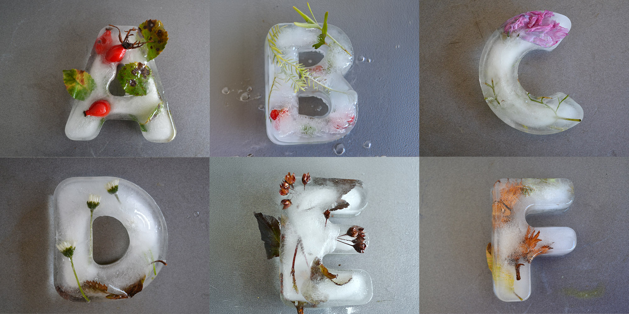 Die Buchstaben A bis F aus gefrorenem Wasser, mit im Eis eingeschlossenen Blüten, Blättern und Fruchtständen.